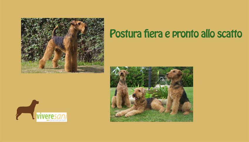 Airedale Terrier, un cane tutto d'un pezzo Airedale Terrier, un cane tutto d'un pezzo